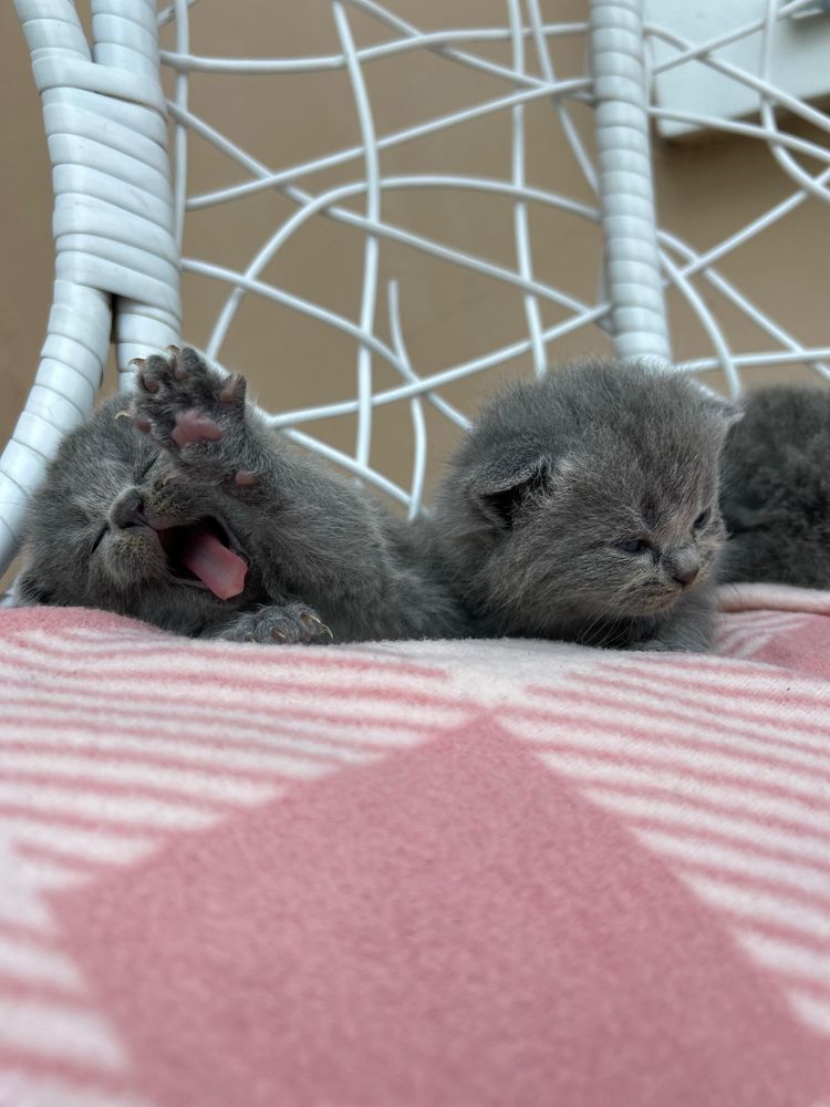 Котята британские