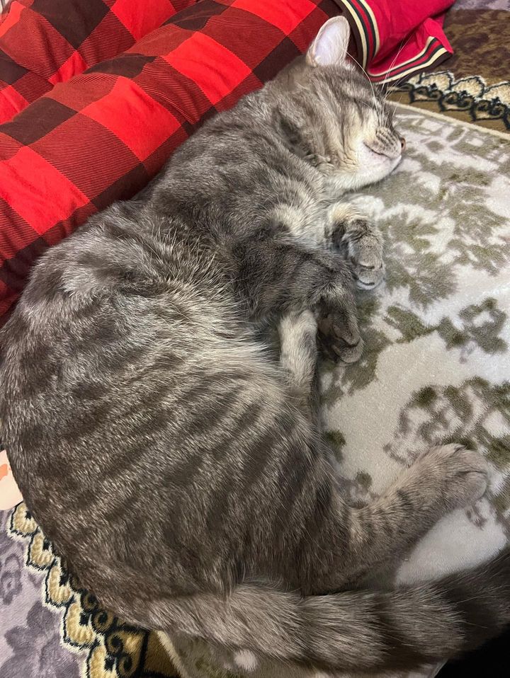 Пропал кот
