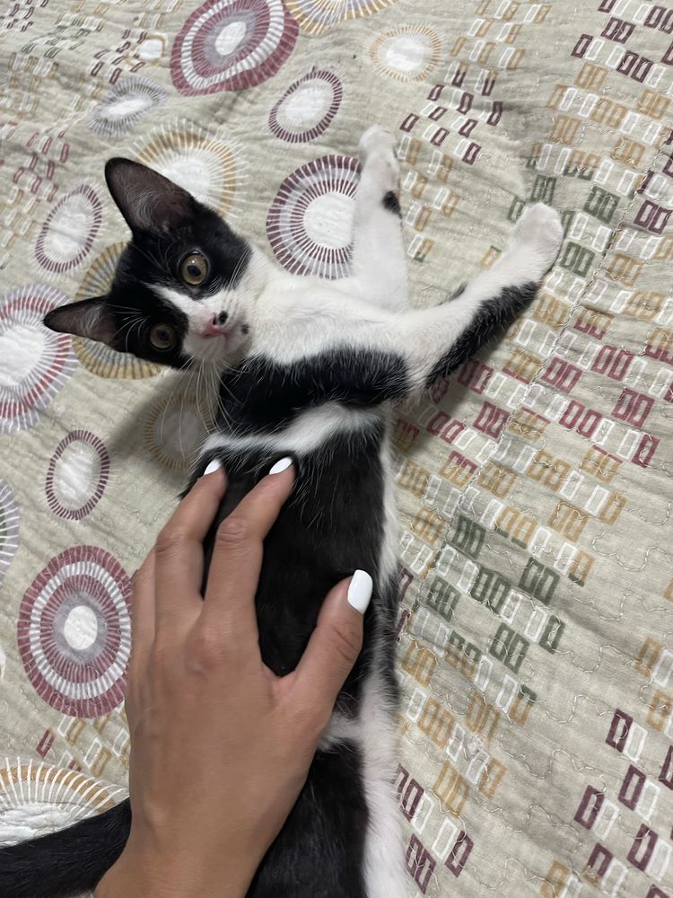 Мальчик котенок ищет семью