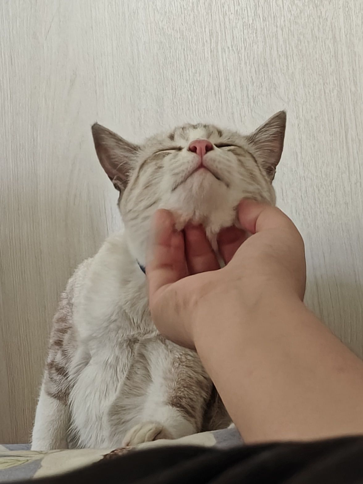 Отдается кошка в добрые руки