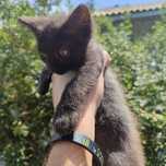 Породистые котята бесплатно!!!