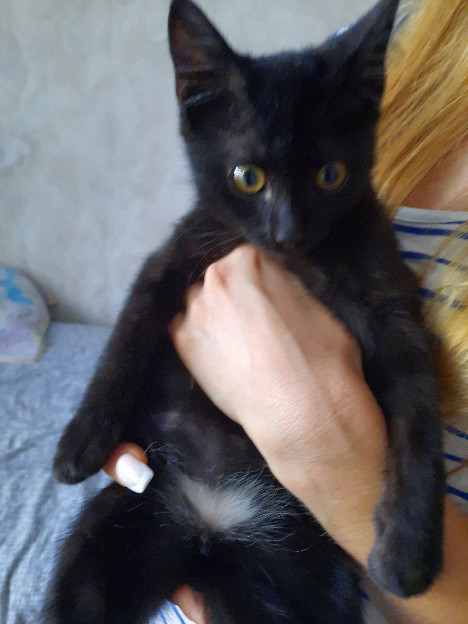 Отдадим в добрые ручки ласкового, шкодного котенка