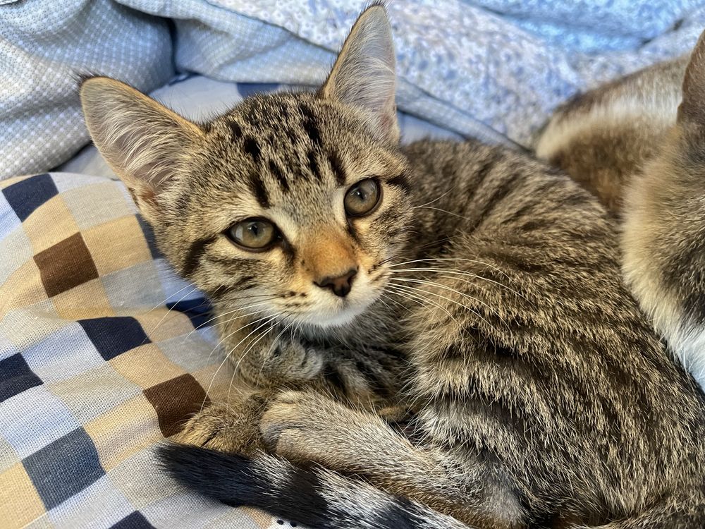 Котята даром 3 месяца