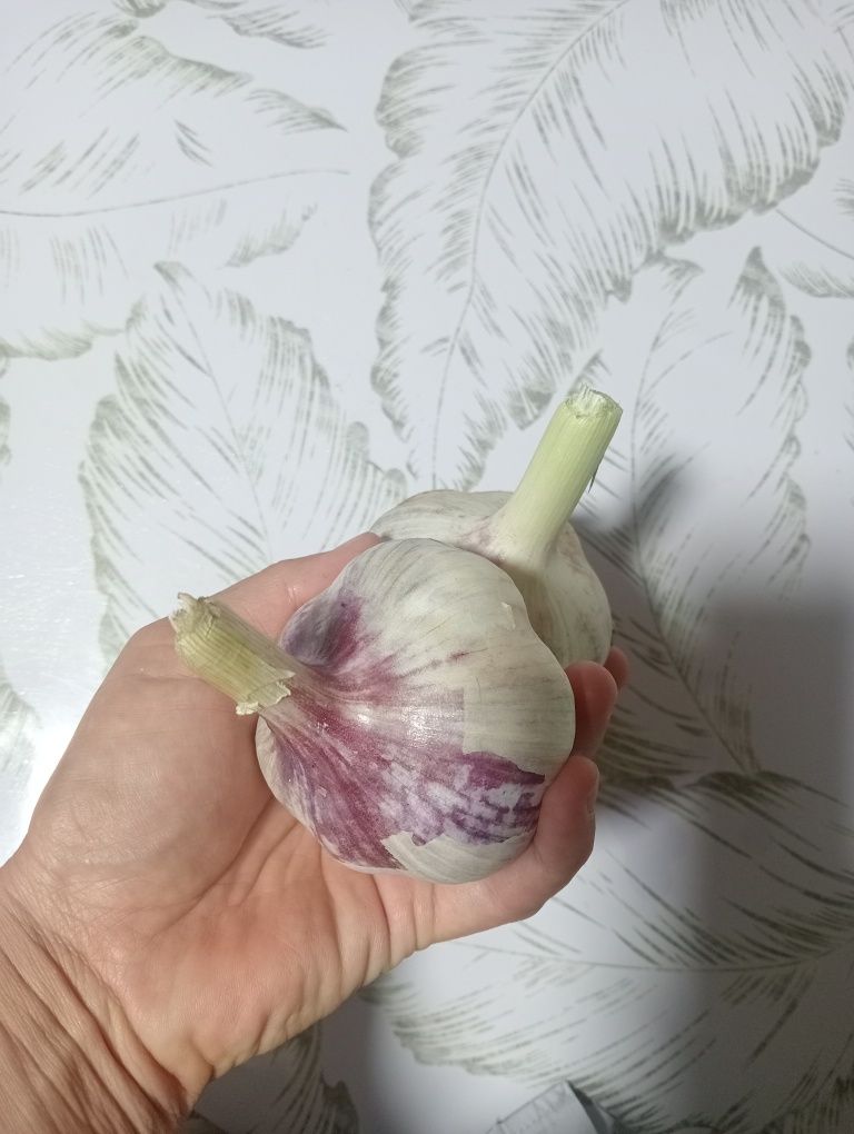 Отборный крупный чеснок
