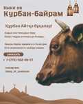 Быки на Курбан байрам/ Құрбан айтқа бұқалар