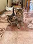 Отдам котят в хорошие руки