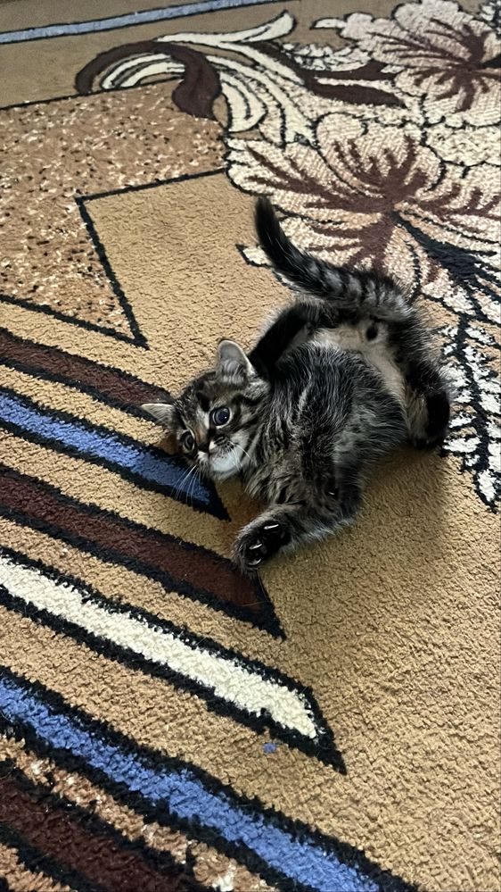 Отдам котенка в добрые рцки