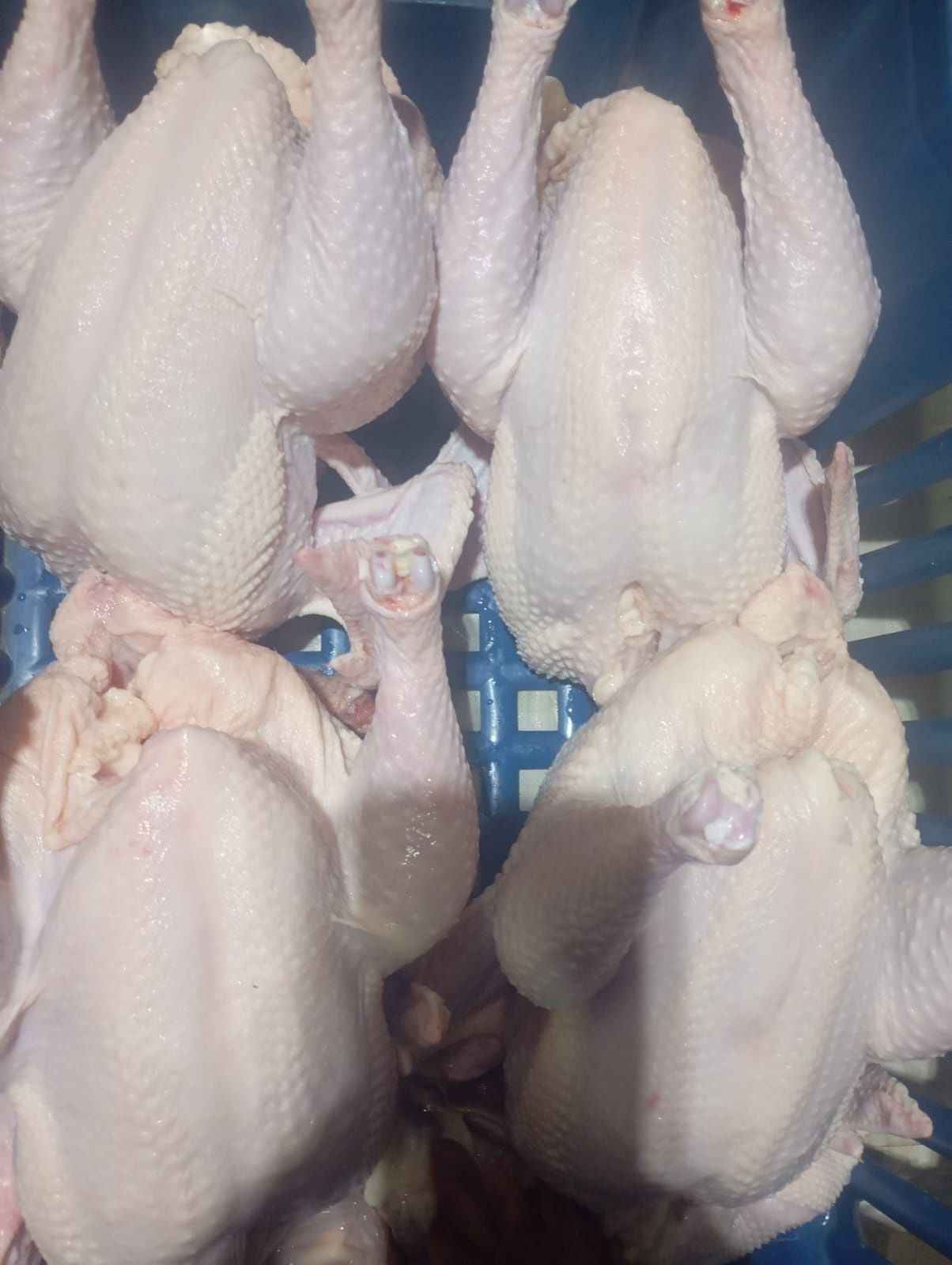 Продам мясо курочек-бройлерных