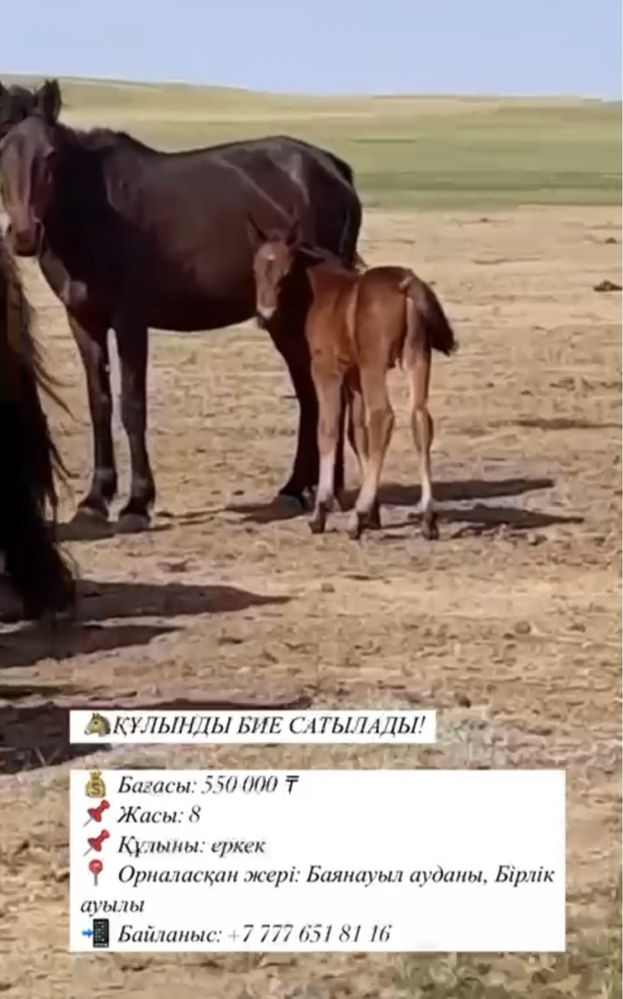 Продаю кобылу с жеребенком KASPI RED/Рассрочка