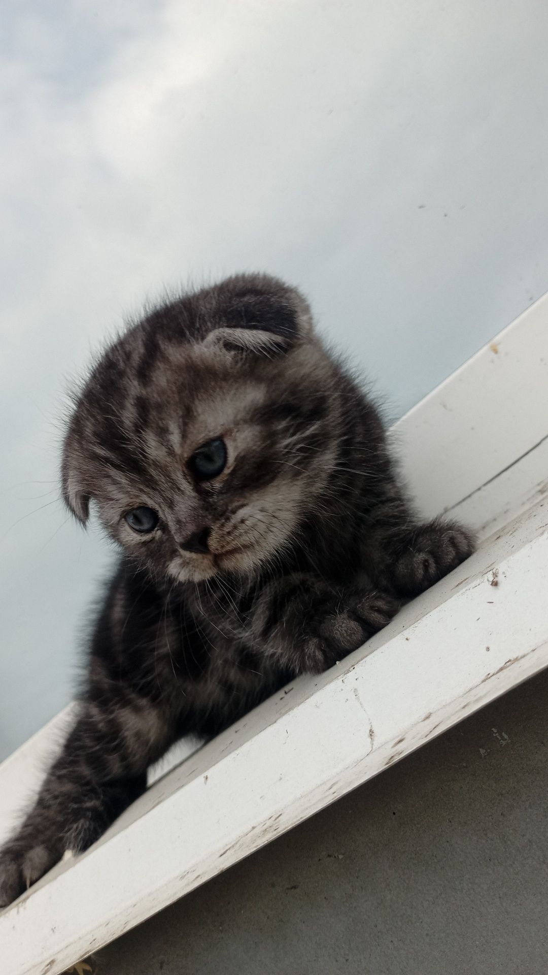 продам котенка шотландского