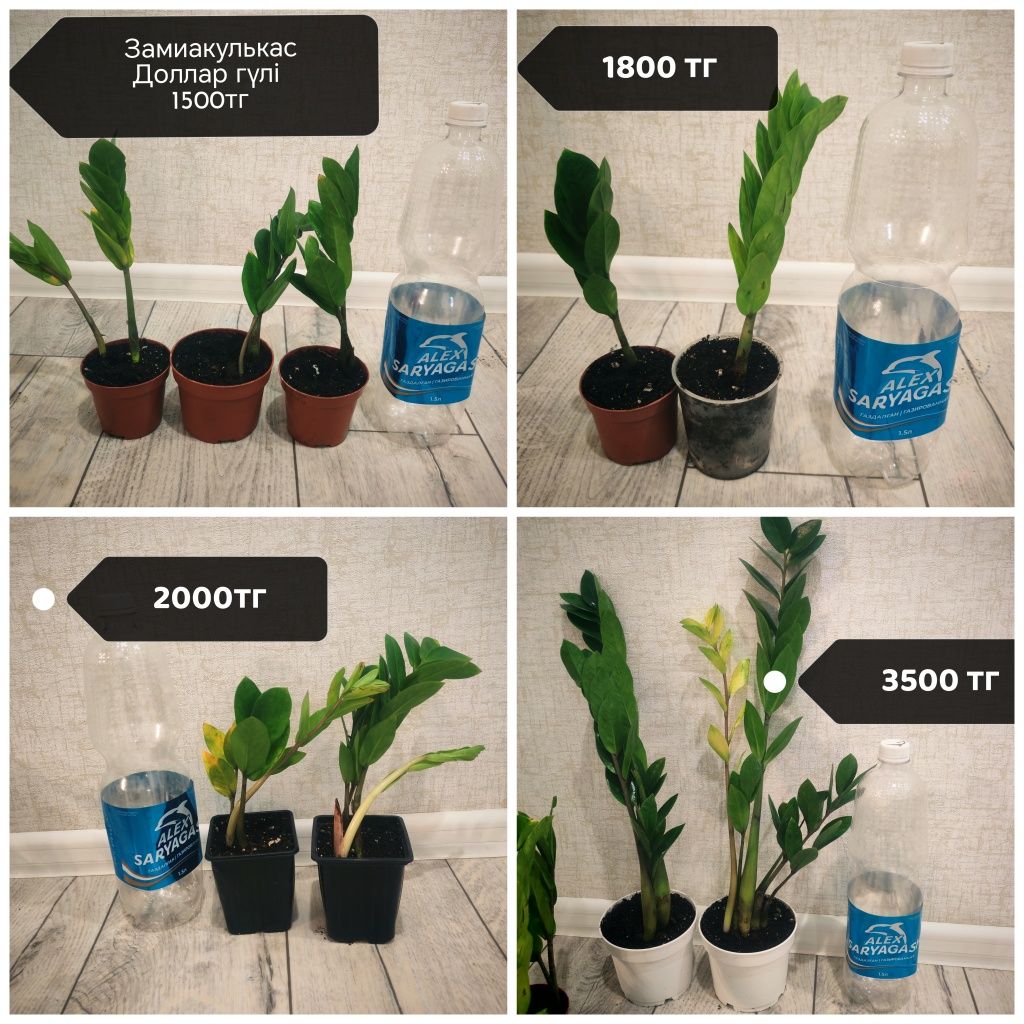 Калате Шефлера фикус герань алое