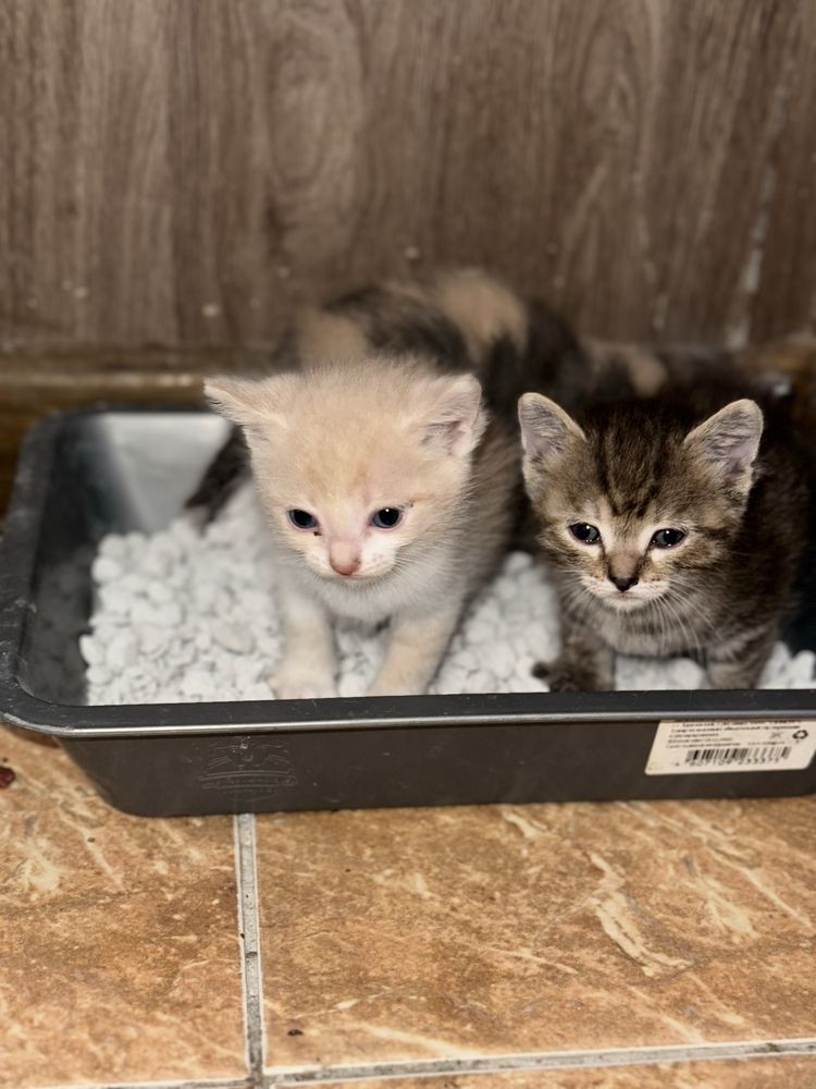 Отдам 4 котят,2 девочки, 2 мальчика, мать породистая