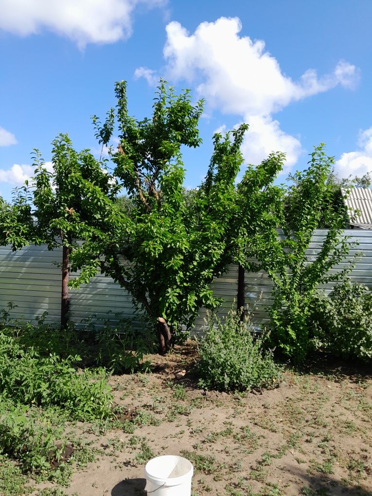 Продам дачу мелиоратор