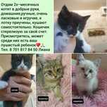 Самые милые домашние котята