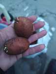 Продам мемянную картошку