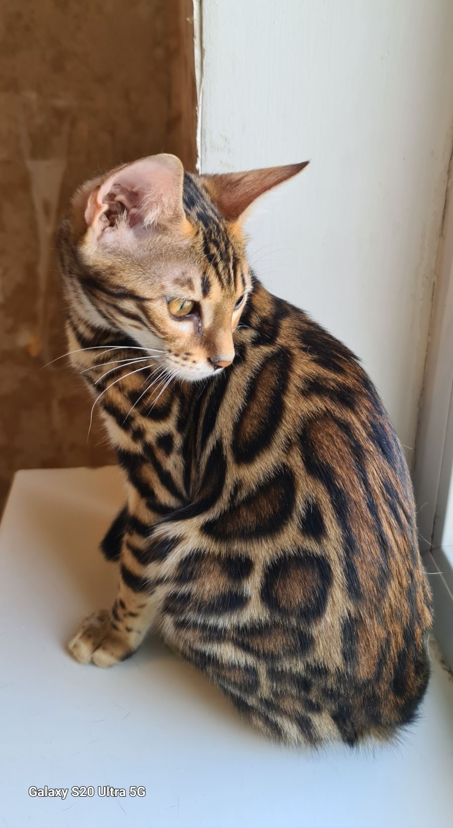 Роскошные бенгальская кошечка!