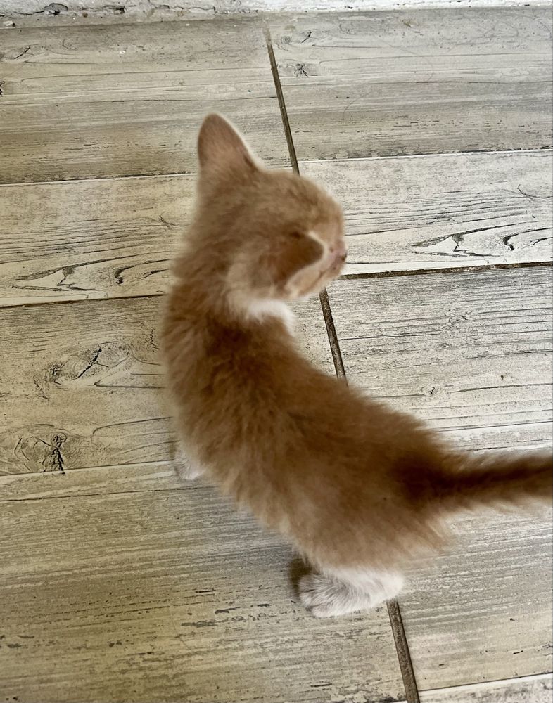 Отдам котят бесплатно