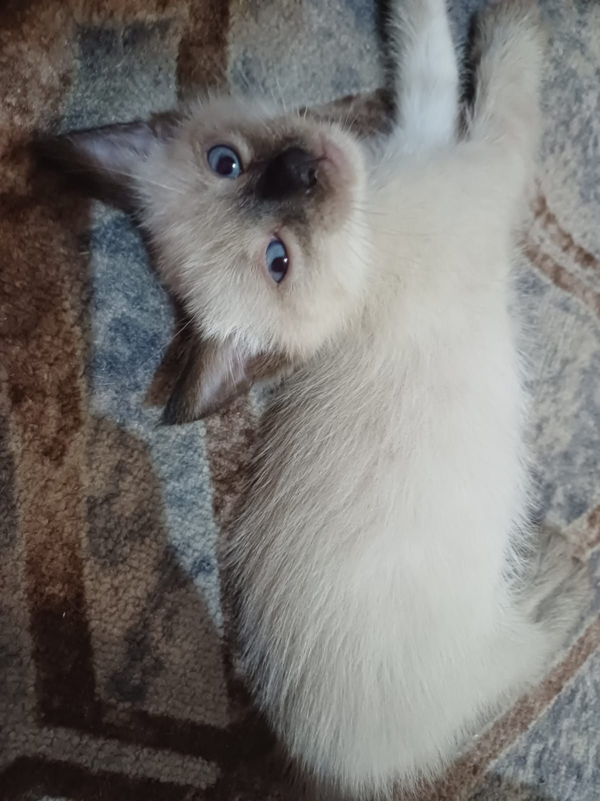 Отдам котят в добрые руки
