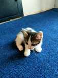 Отдаем котят в добрые руки