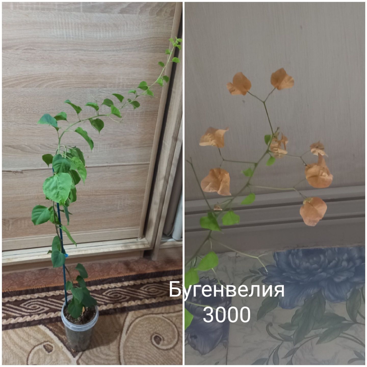 Продам цветочки разные