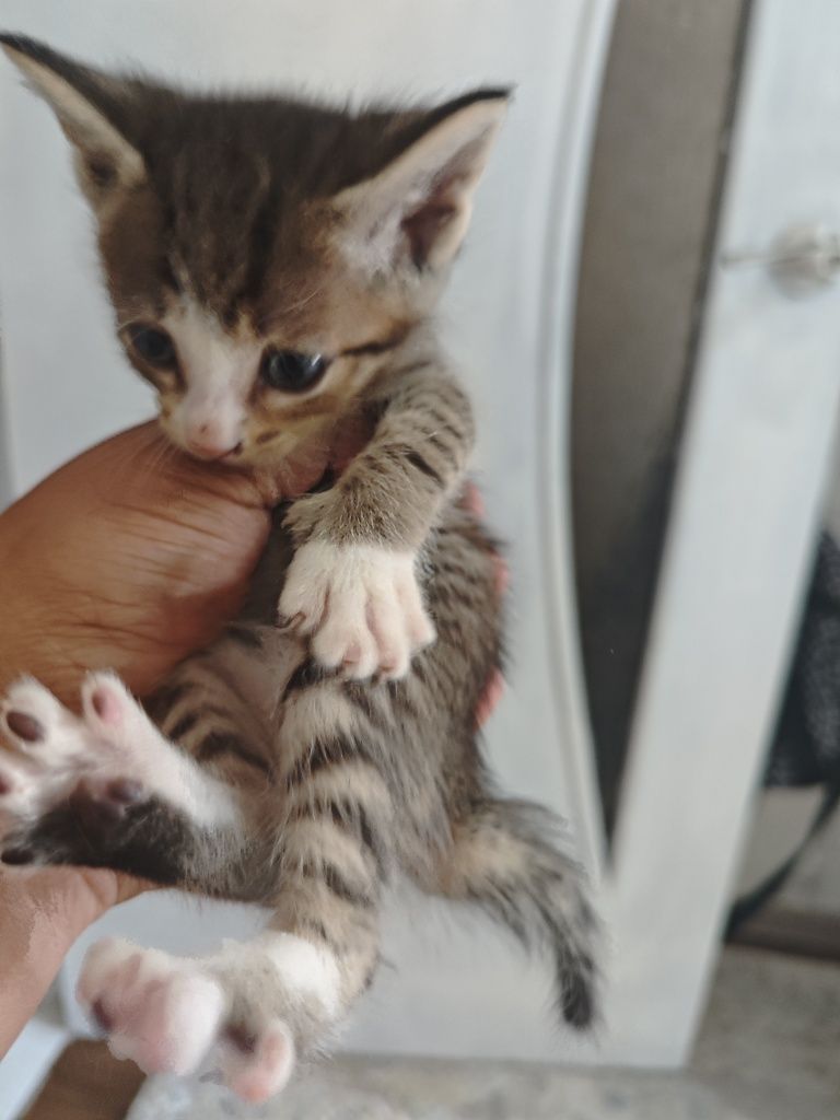 Котята мать крысолов