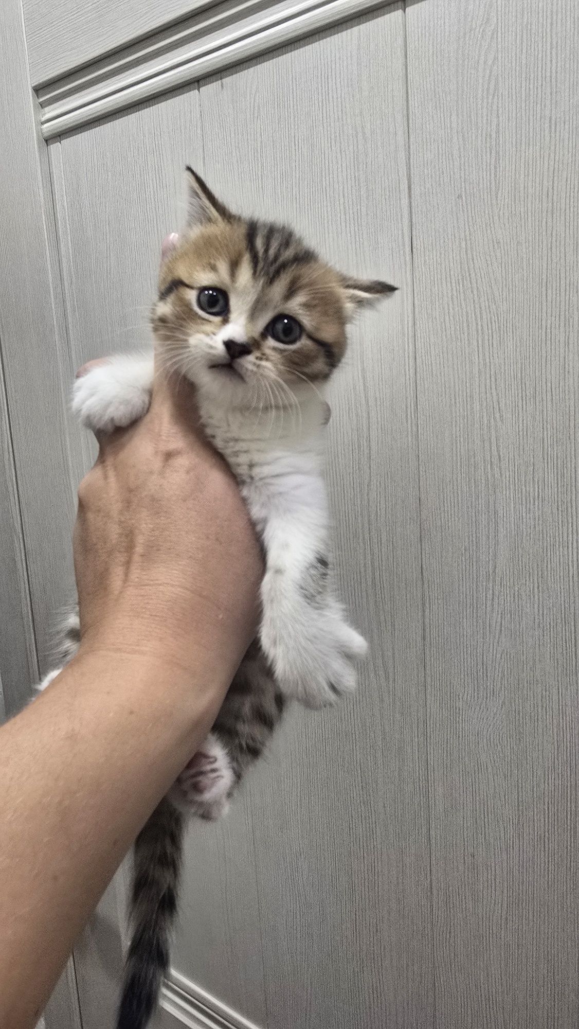 Продаю котят скотиф фолд