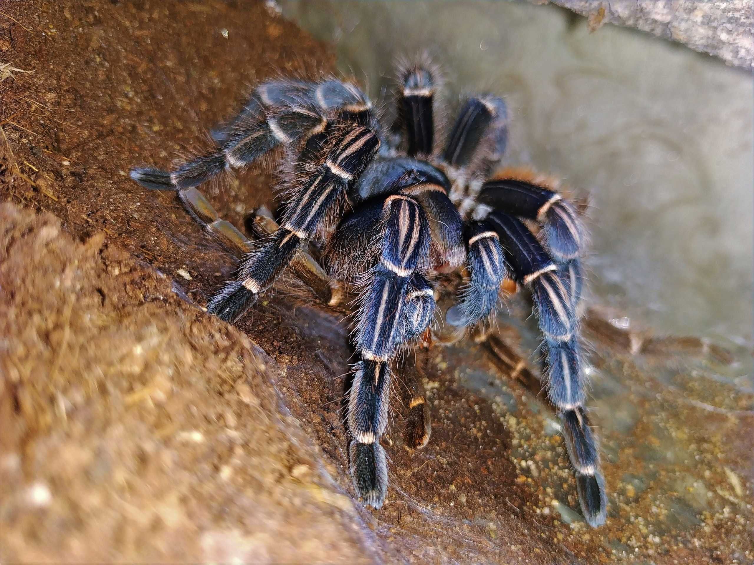 Aphonopelma seemanni (blue form) \ Паук-птицеед (Самка)