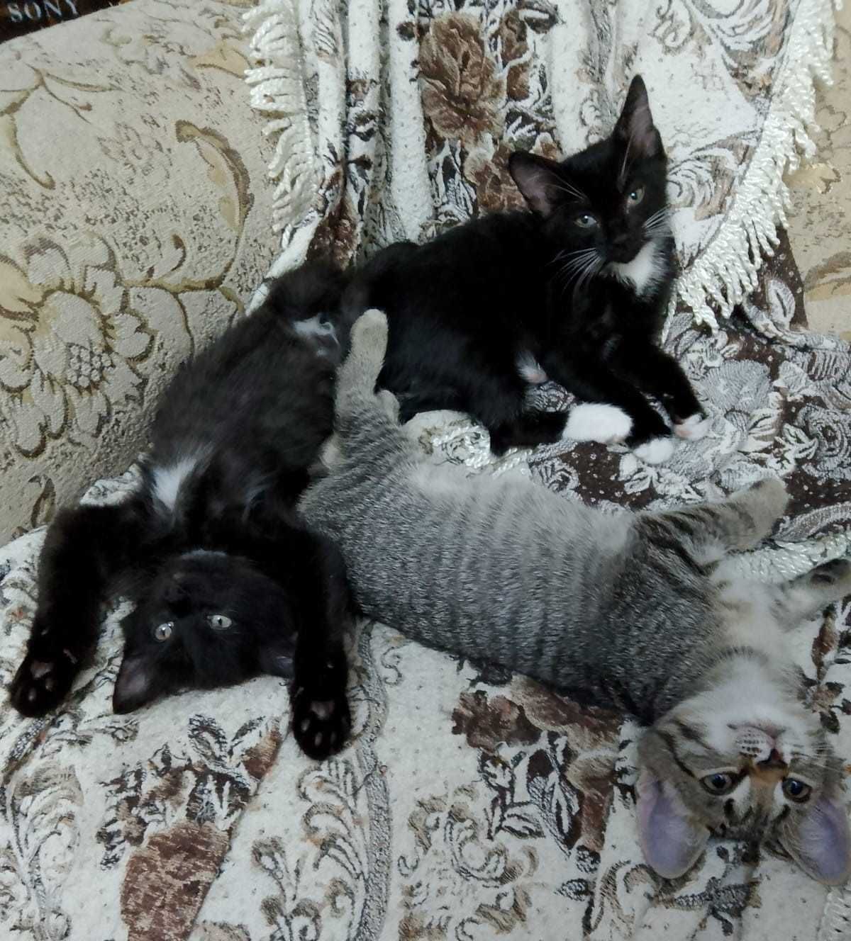 Милые котята ищут дом!