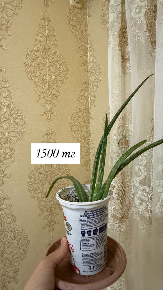 Алоэ комнатное растение