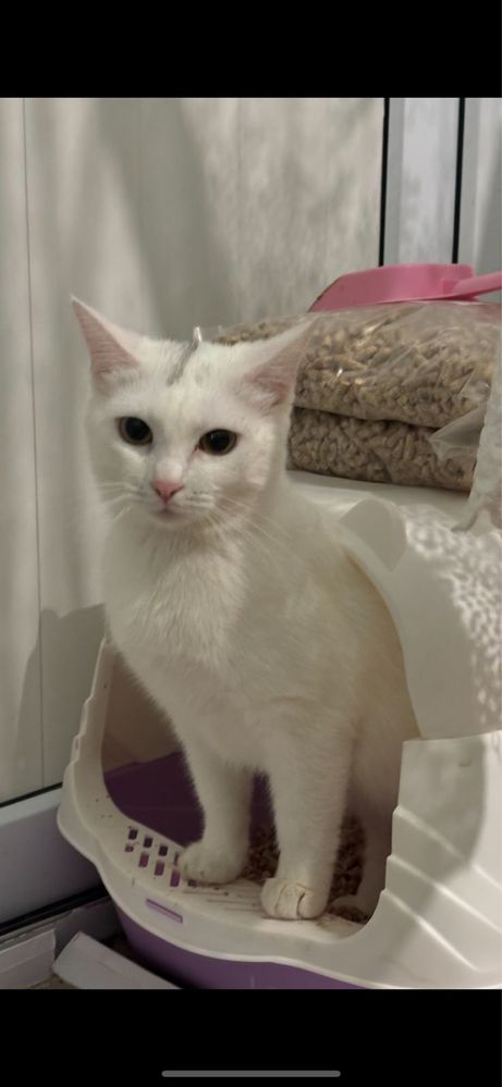 Кошка , ласковая, белая, домашная, приучена к лотку