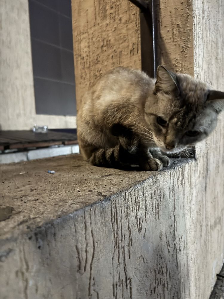 Кошка милая приручиная к унитазу,кушает хлеб с квасом (вместо воды)