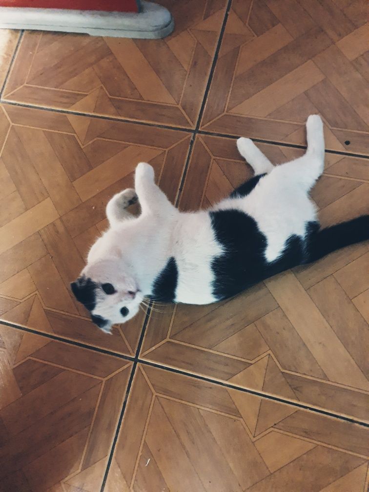 Кот мурка продается