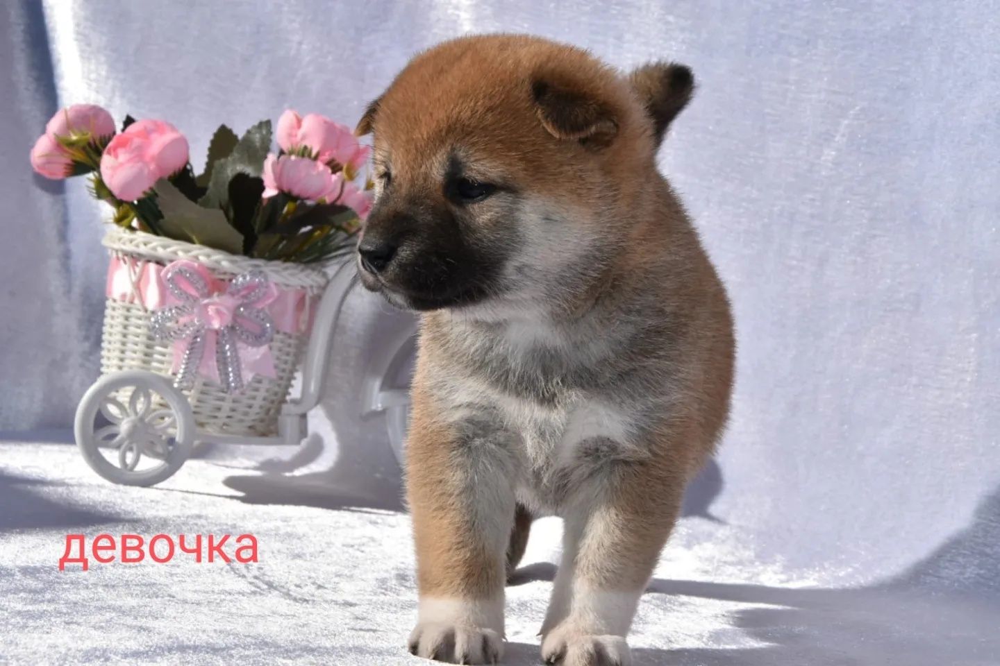Щенки сиба ину мальчик и девочка