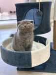 Котенк вислоухий шотландец !
