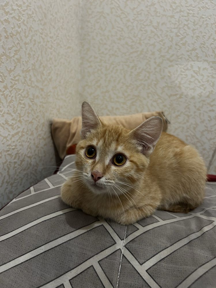 Отдам котенка кота в хорошие руки