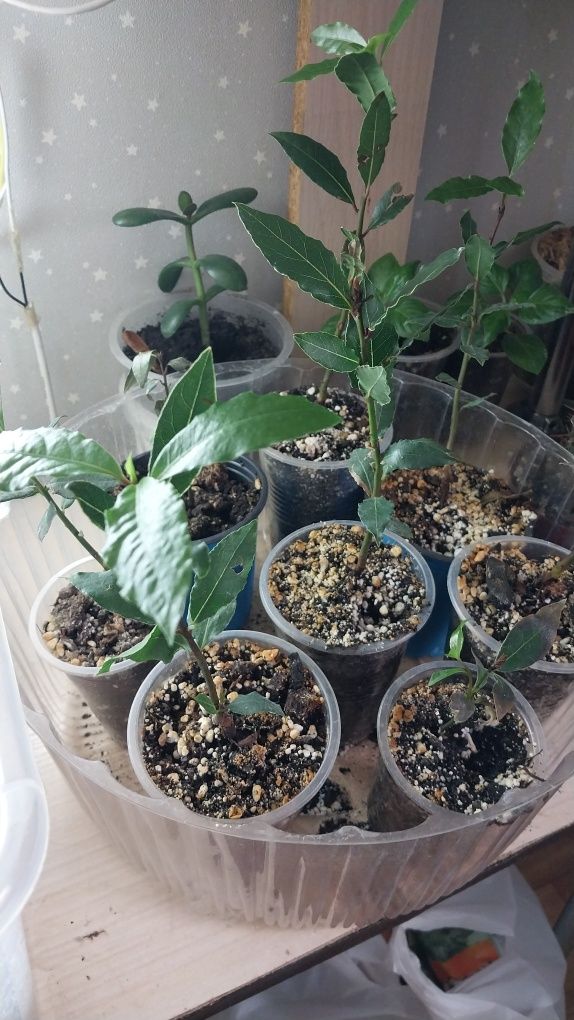 Комнатные цветы,домашние