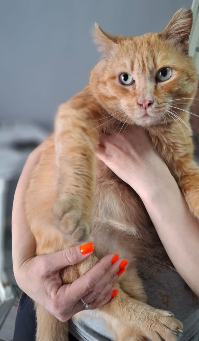 Красивый котик в хорошие руки