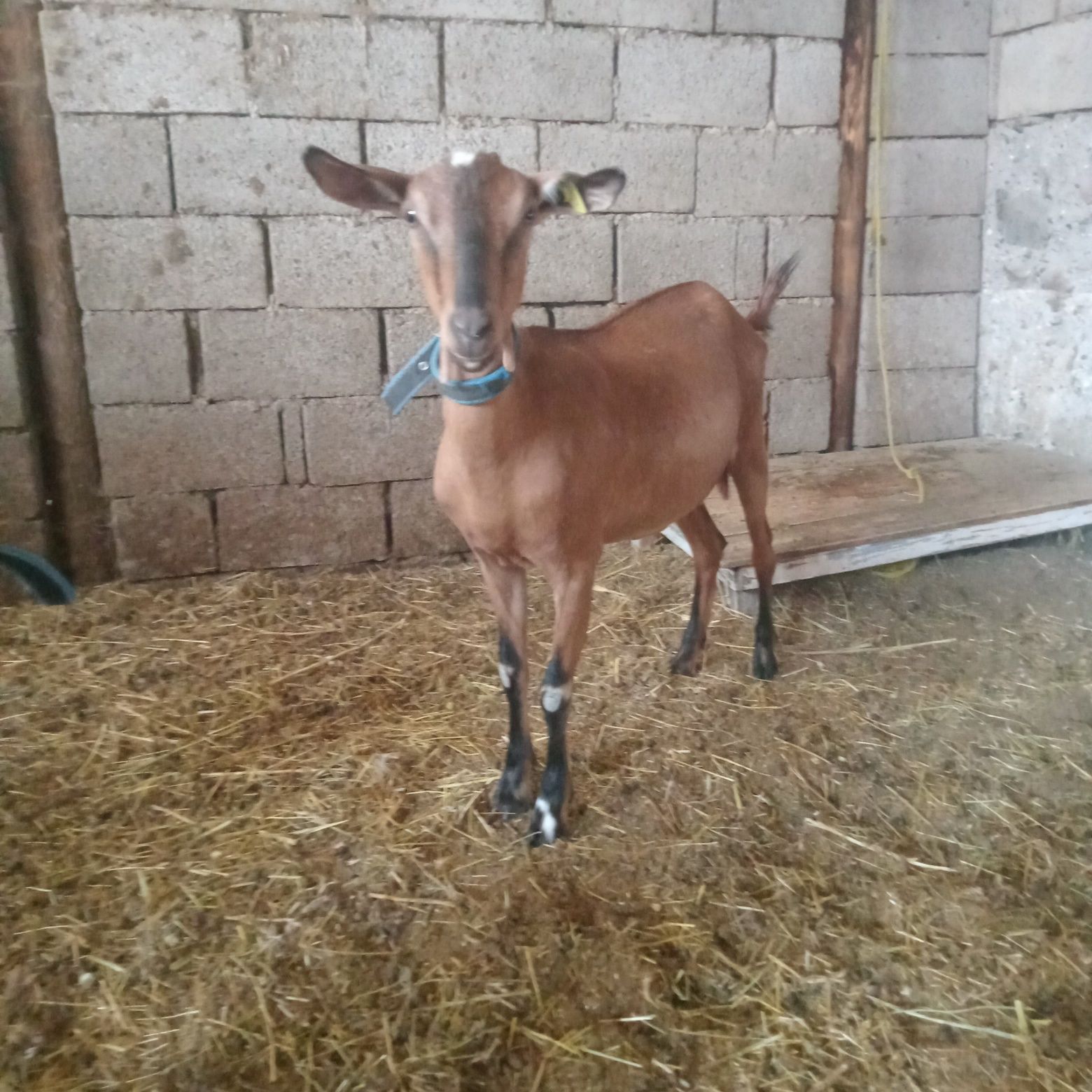 Продам козу альпийскую