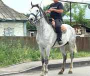 Айғыр жеребец кокпар жылкы кокпар шапкан айгыр сатылады лошадь жеребец
