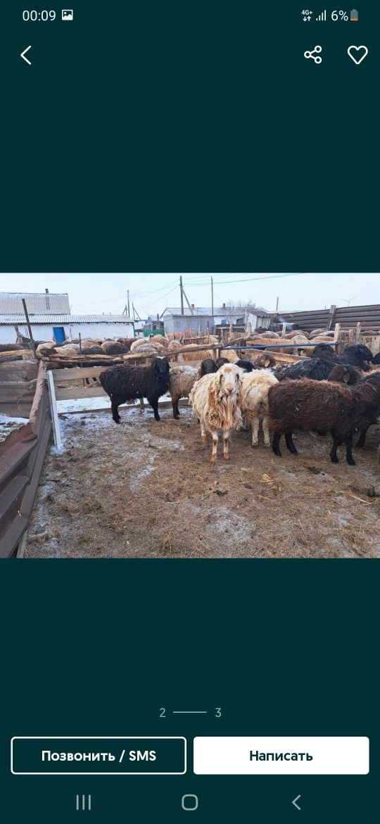 Продается бараны,токты, сек, кошкар