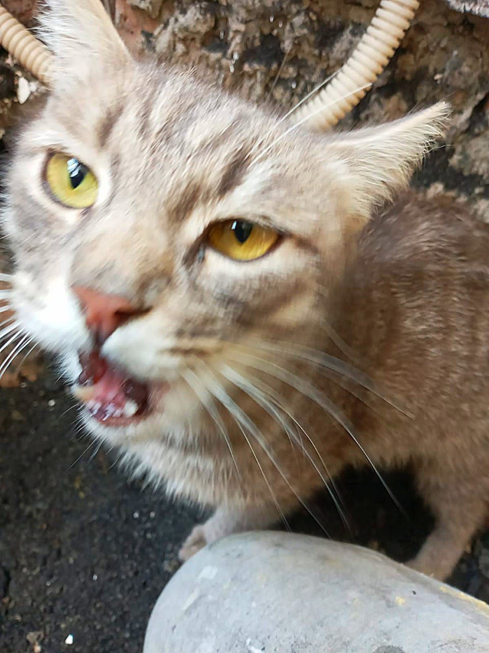 Кошечка с котятами
