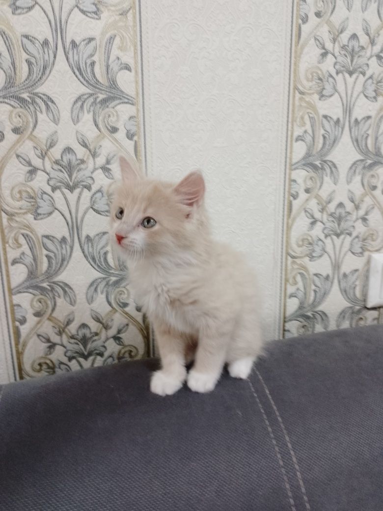 Кошечка ищет свой дом