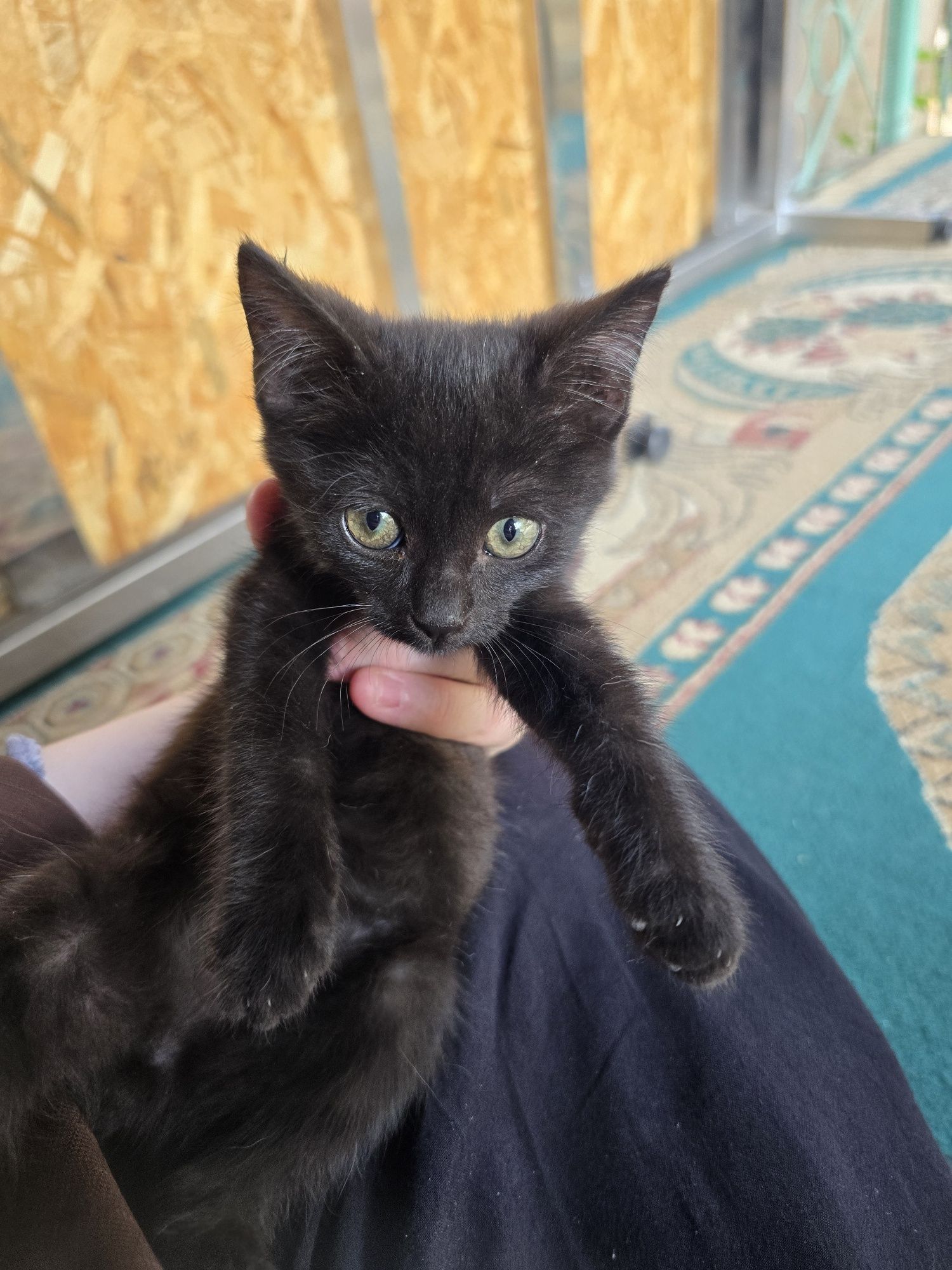 Отдам бесплатно котенка