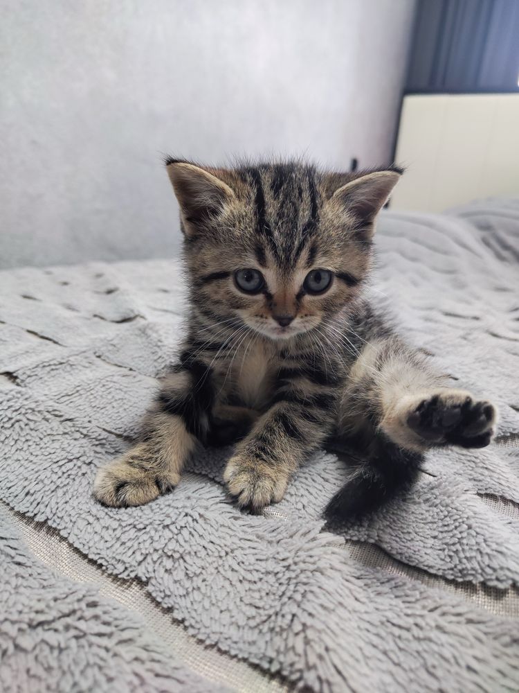 Продам шотландскую кошечку!