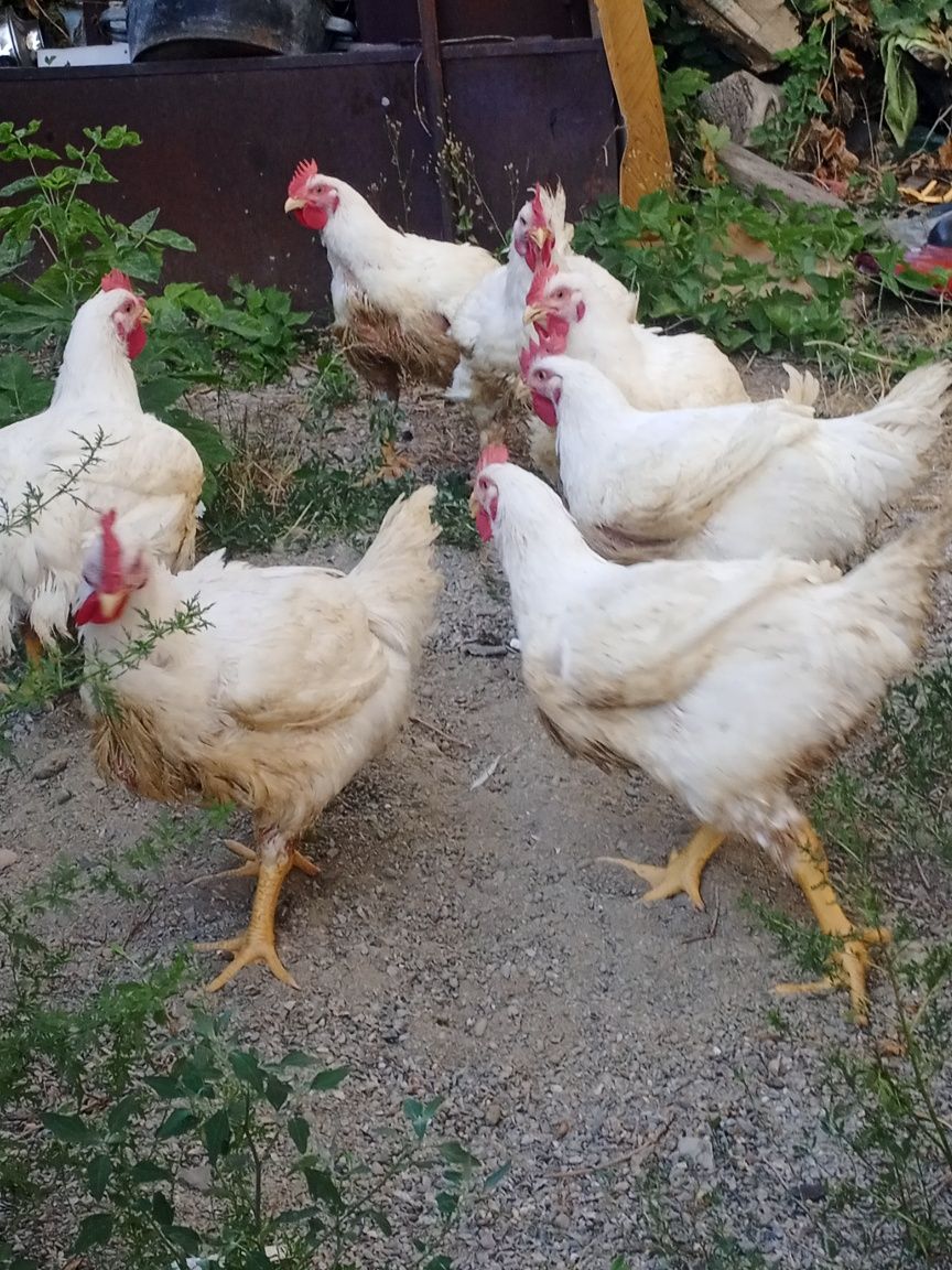 Продам. Тушки домашних бройлеров