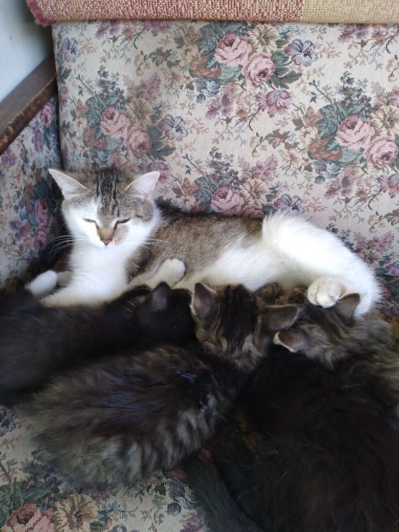 Отдам котят в добрые руки