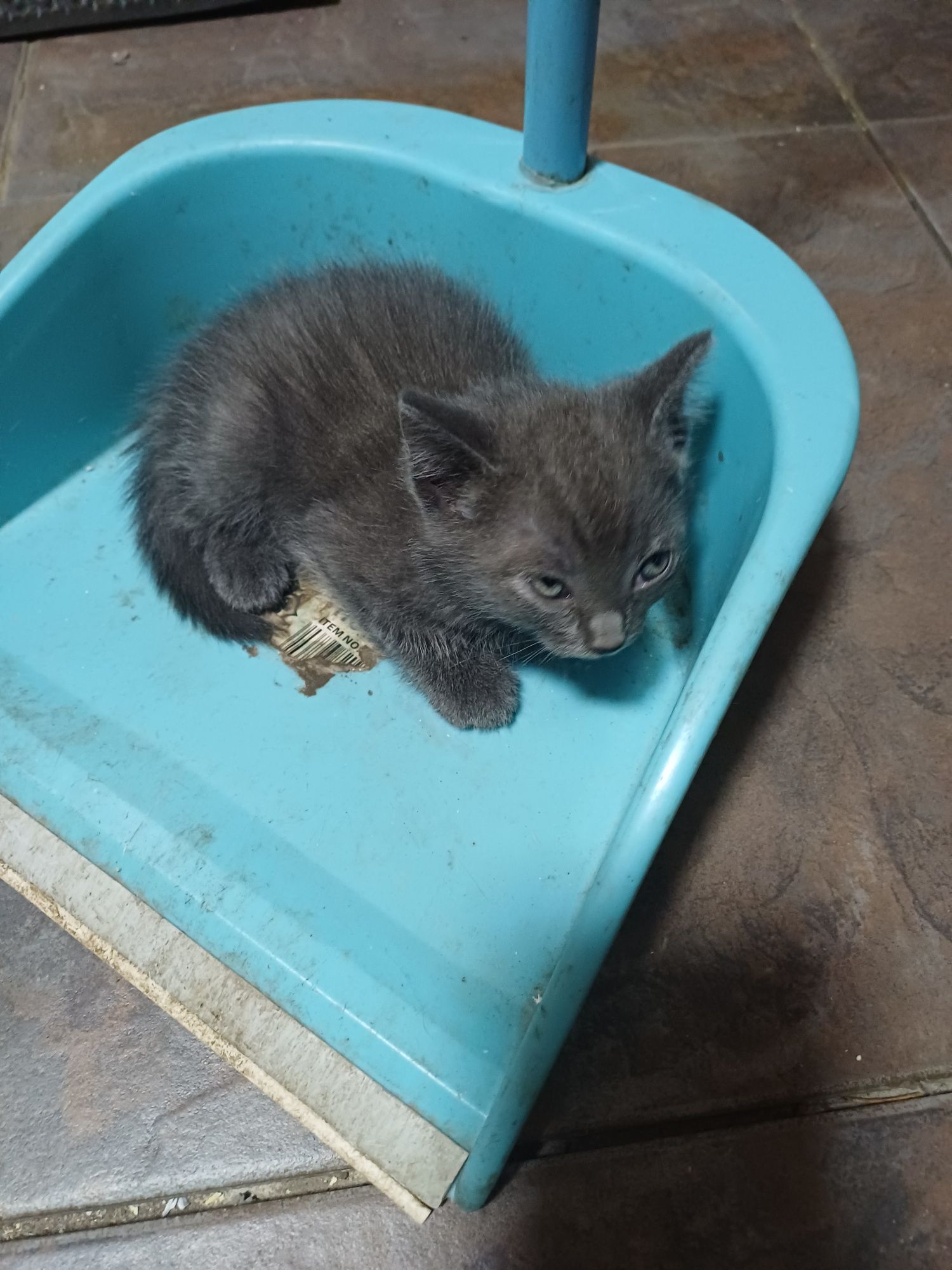 Отдам котят хорошие