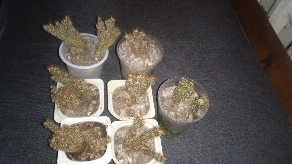 Комнатные растения