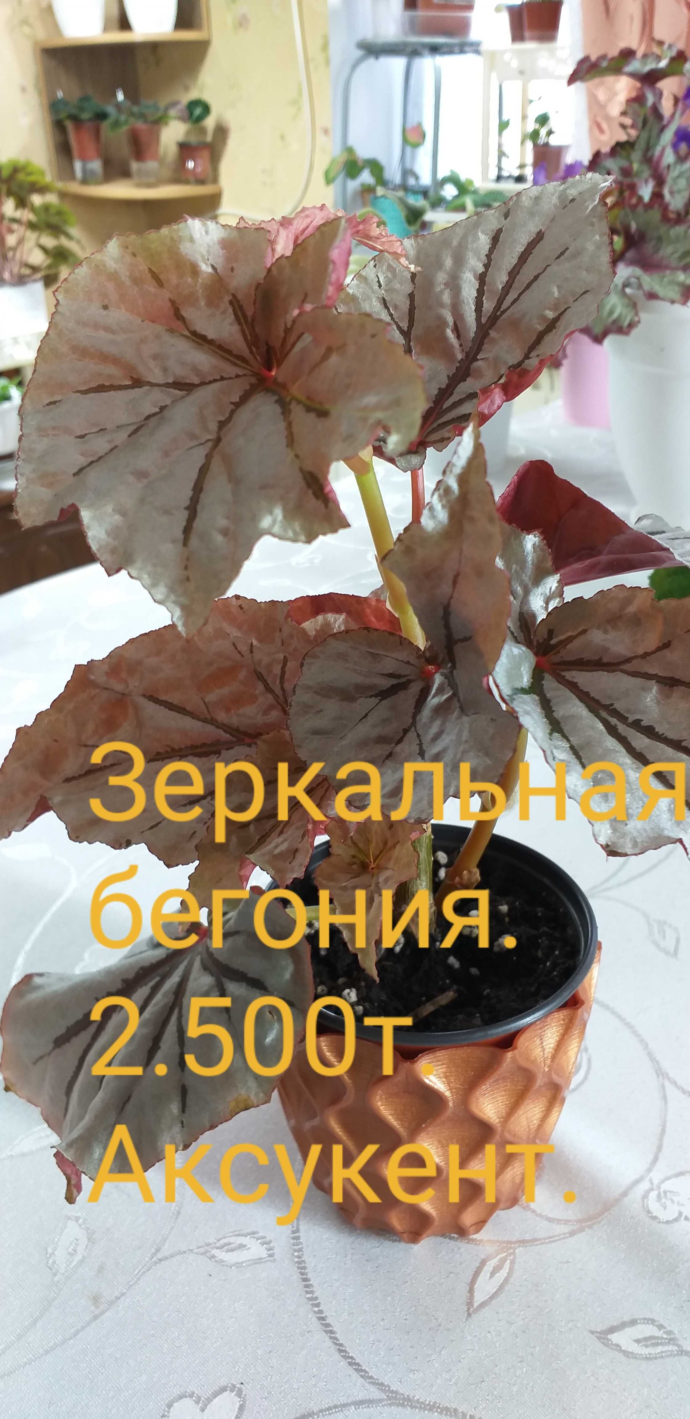 Красота  и радость от цветов  в доме.