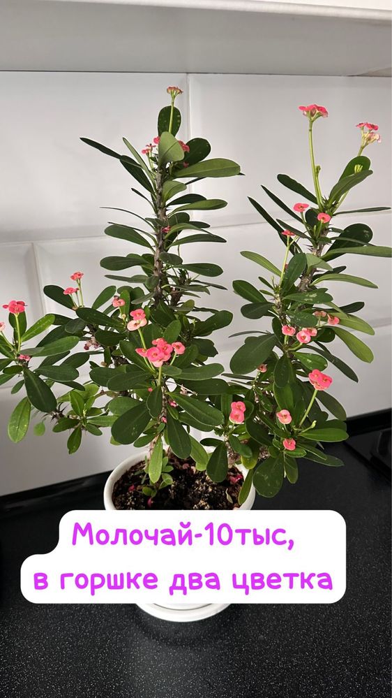 гибискус, молочай, драцена,декабрист,диффенбахия